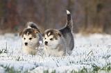 ALASKAN MALAMUTE 248